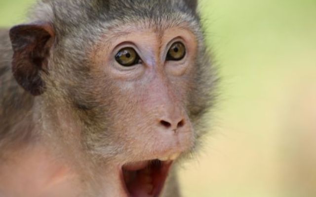 img the monkey 942126db